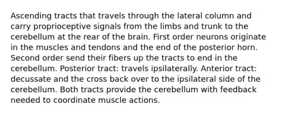 Ascending tracts that travels through the lateral column and carry proprioceptive signals from the limbs and trunk to the cerebellum at the rear of the brain. First order neurons originate in the muscles and tendons and the end of the posterior horn. Second order send their fibers up the tracts to end in the cerebellum. Posterior tract: travels ipsilaterally. Anterior tract: decussate and the cross back over to the ipsilateral side of the cerebellum. Both tracts provide the cerebellum with feedback needed to coordinate muscle actions.