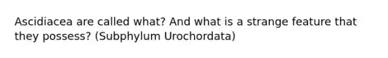 Ascidiacea are called what? And what is a strange feature that they possess? (Subphylum Urochordata)