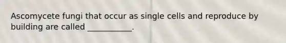 Ascomycete fungi that occur as single cells and reproduce by building are called ___________.