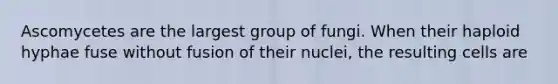 Ascomycetes are the largest group of fungi. When their haploid hyphae fuse without fusion of their nuclei, the resulting cells are