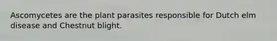 Ascomycetes are the plant parasites responsible for Dutch elm disease and Chestnut blight.