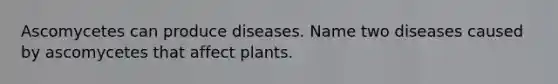 Ascomycetes can produce diseases. Name two diseases caused by ascomycetes that affect plants.