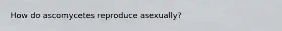 How do ascomycetes reproduce asexually?