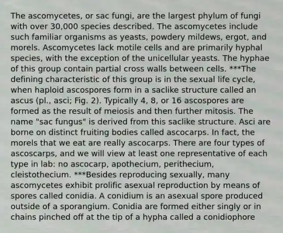 The ascomycetes, or sac fungi, are the largest phylum of fungi with over 30,000 species described. The ascomycetes include such familiar organisms as yeasts, powdery mildews, ergot, and morels. Ascomycetes lack motile cells and are primarily hyphal species, with the exception of the unicellular yeasts. The hyphae of this group contain partial cross walls between cells. ***The defining characteristic of this group is in the sexual life cycle, when haploid ascospores form in a saclike structure called an ascus (pl., asci; Fig. 2). Typically 4, 8, or 16 ascospores are formed as the result of meiosis and then further mitosis. The name "sac fungus" is derived from this saclike structure. Asci are borne on distinct fruiting bodies called ascocarps. In fact, the morels that we eat are really ascocarps. There are four types of ascoscarps, and we will view at least one representative of each type in lab: no ascocarp, apothecium, perithecium, cleistothecium. ***Besides reproducing sexually, many ascomycetes exhibit prolific asexual reproduction by means of spores called conidia. A conidium is an asexual spore produced outside of a sporangium. Conidia are formed either singly or in chains pinched off at the tip of a hypha called a conidiophore