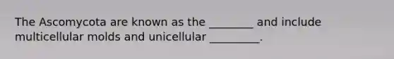 The Ascomycota are known as the ________ and include multicellular molds and unicellular _________.