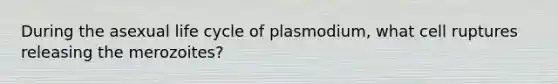 During the asexual life cycle of plasmodium, what cell ruptures releasing the merozoites?