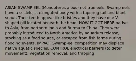 ASIAN SWAMP EEL (Monopterus albus) not true eels. Swamp eels have a scaleless, elongated body with a tapering tail and blunt snout. Their teeth appear like bristles and they have one V-shaped gill located beneath the head. HOW IT GOT HERE native to Asia, from northern India and Burma to China. They were probably introduced to North America by aquarium release, stocking as a food source, or escaped from fish farms during flooding events. IMPACT Swamp-eel competition may displace native aquatic species. CONTROL electrical barriers (to deter movement), vegetation removal, and trapping