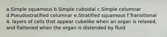 a.Simple squamous b.Simple cuboidal c.Simple columnar d.Pseudostratified columnar e.Stratified squamous f.Transitional 4. layers of cells that appear cubelike when an organ is relaxed, and flattened when the organ is distended by fluid