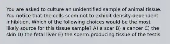 You are asked to culture an unidentified sample of animal tissue. You notice that the cells seem not to exhibit density-dependent inhibition. Which of the following choices would be the most likely source for this tissue sample? A) a scar B) a cancer C) the skin D) the fetal liver E) the sperm-producing tissue of the testis