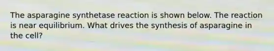 The asparagine synthetase reaction is shown below. The reaction is near equilibrium. What drives the synthesis of asparagine in the cell?