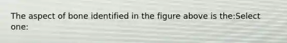 The aspect of bone identified in the figure above is the:Select one: