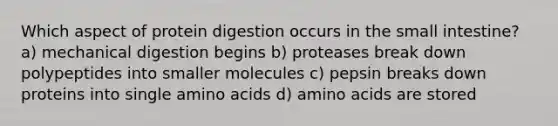 Which aspect of protein digestion occurs in the small intestine? a) mechanical digestion begins b) proteases break down polypeptides into smaller molecules c) pepsin breaks down proteins into single amino acids d) amino acids are stored