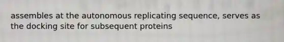 assembles at the autonomous replicating sequence, serves as the docking site for subsequent proteins