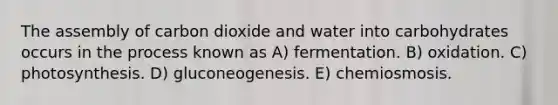 The assembly of carbon dioxide and water into carbohydrates occurs in the process known as A) fermentation. B) oxidation. C) photosynthesis. D) gluconeogenesis. E) chemiosmosis.