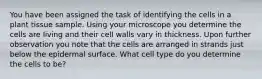 You have been assigned the task of identifying the cells in a plant tissue sample. Using your microscope you determine the cells are living and their cell walls vary in thickness. Upon further observation you note that the cells are arranged in strands just below the epidermal surface. What cell type do you determine the cells to be?