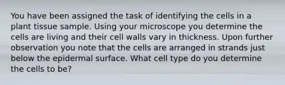 You have been assigned the task of identifying the cells in a plant tissue sample. Using your microscope you determine the cells are living and their cell walls vary in thickness. Upon further observation you note that the cells are arranged in strands just below the epidermal surface. What cell type do you determine the cells to be?