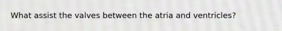 What assist the valves between the atria and ventricles?