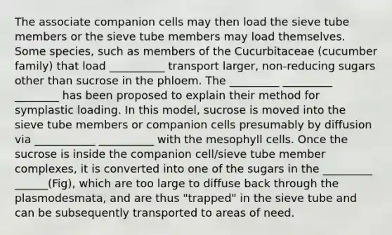 The associate companion cells may then load the sieve tube members or the sieve tube members may load themselves. Some species, such as members of the Cucurbitaceae (cucumber family) that load __________ transport larger, non-reducing sugars other than sucrose in the phloem. The _________ _________ ________ has been proposed to explain their method for symplastic loading. In this model, sucrose is moved into the sieve tube members or companion cells presumably by diffusion via ___________ __________ with the mesophyll cells. Once the sucrose is inside the companion cell/sieve tube member complexes, it is converted into one of the sugars in the _________ ______(Fig), which are too large to diffuse back through the plasmodesmata, and are thus "trapped" in the sieve tube and can be subsequently transported to areas of need.