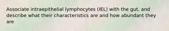 Associate intraepithelial lymphocytes (IEL) with the gut, and describe what their characteristics are and how abundant they are