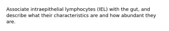 Associate intraepithelial lymphocytes (IEL) with the gut, and describe what their characteristics are and how abundant they are.