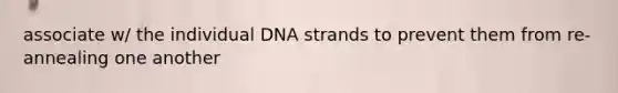 associate w/ the individual DNA strands to prevent them from re-annealing one another