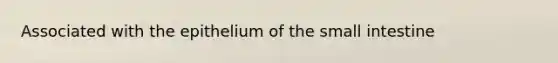 Associated with the epithelium of the small intestine