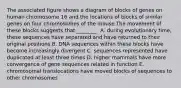 The associated figure shows a diagram of blocks of genes on human chromosome 16 and the locations of blocks of similar genes on four chromosomes of the mouse.The movement of these blocks suggests that ________. A. during evolutionary time, these sequences have separated and have returned to their original positions B. DNA sequences within these blocks have become increasingly divergent C. sequences represented have duplicated at least three times D. higher mammals have more convergence of gene sequences related in function E. chromosomal translocations have moved blocks of sequences to other chromosomes