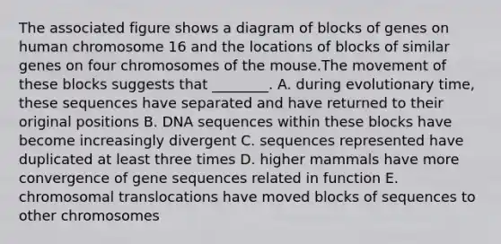 The associated figure shows a diagram of blocks of genes on human chromosome 16 and the locations of blocks of similar genes on four chromosomes of the mouse.The movement of these blocks suggests that ________. A. during evolutionary time, these sequences have separated and have returned to their original positions B. DNA sequences within these blocks have become increasingly divergent C. sequences represented have duplicated at least three times D. higher mammals have more convergence of gene sequences related in function E. chromosomal translocations have moved blocks of sequences to other chromosomes