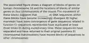 The associated figure shows a diagram of blocks of genes on human chromosome 16 and the locations of blocks of similar genes on four chromosomes of the mouse.The movement of these blocks suggests that ________. A) DNA sequences within these blocks have become increasingly divergent B) higher mammals have more convergence of gene sequences related in function C) sequences represented have duplicated at least three times D) during evolutionary time, these sequences have separated and have returned to their original positions E) chromosomal translocations have moved blocks of sequences to other chromosomes