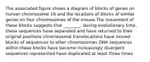 The associated figure shows a diagram of blocks of genes on human chromosome 16 and the locations of blocks of similar genes on four chromosomes of the mouse.The movement of these blocks suggests that ________. during evolutionary time, these sequences have separated and have returned to their original positions chromosomal translocations have moved blocks of sequences to other chromosomes DNA sequences within these blocks have become increasingly divergent sequences represented have duplicated at least three times