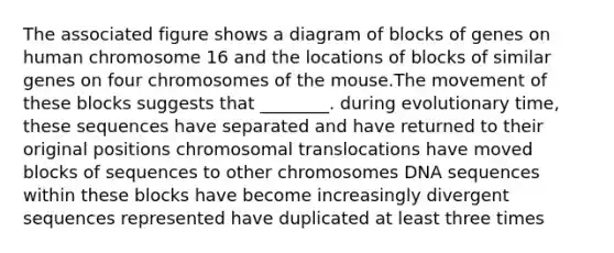 The associated figure shows a diagram of blocks of genes on human chromosome 16 and the locations of blocks of similar genes on four chromosomes of the mouse.The movement of these blocks suggests that ________. during evolutionary time, these sequences have separated and have returned to their original positions chromosomal translocations have moved blocks of sequences to other chromosomes DNA sequences within these blocks have become increasingly divergent sequences represented have duplicated at least three times