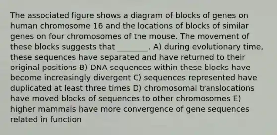 The associated figure shows a diagram of blocks of genes on human chromosome 16 and the locations of blocks of similar genes on four chromosomes of the mouse. The movement of these blocks suggests that ________. A) during evolutionary time, these sequences have separated and have returned to their original positions B) DNA sequences within these blocks have become increasingly divergent C) sequences represented have duplicated at least three times D) chromosomal translocations have moved blocks of sequences to other chromosomes E) higher mammals have more convergence of gene sequences related in function