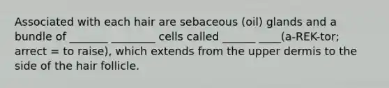 Associated with each hair are sebaceous (oil) glands and a bundle of _______ ________ cells called ______ ____(a-REK-tor; arrect = to raise), which extends from the upper dermis to the side of the hair follicle.