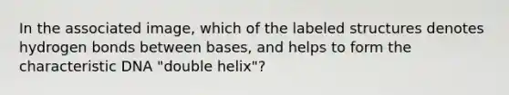 In the associated image, which of the labeled structures denotes hydrogen bonds between bases, and helps to form the characteristic DNA "double helix"?