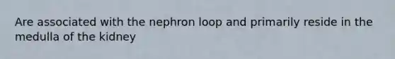 Are associated with the nephron loop and primarily reside in the medulla of the kidney