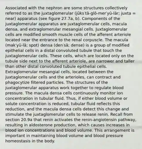 Associated with the nephron are some structures collectively referred to as the juxtaglomerular (jŭks′tă-glō-mer′yū-lăr; juxta = near) apparatus (see figure 27.7a, b). Components of the juxtaglomerular apparatus are juxtaglomerular cells, macula densa, and extraglomerular mesangial cells. Juxtaglomerular cells are modified smooth muscle cells of the afferent arteriole located near the entrance to the renal corpuscle. The macula (mak′yū-lă; spot) densa (den′să; dense) is a group of modified epithelial cells in a distal convoluted tubule that touch the juxtaglomerular cells. These cells, which are located only on the tubule side next to the afferent arteriole, are narrower and taller than other distal convoluted tubule epithelial cells. Extraglomerular mesangial cells, located between the juxtaglomerular cells and the arterioles, can contract and phagocytize filtered particles. The structures of the juxtaglomerular apparatus work together to regulate blood pressure. The macula densa cells continuously monitor ion concentration in tubular fluid. Thus, if either blood volume or solute concentration is reduced, tubular fluid reflects this reduction, and the macula densa cells detect this change and stimulate the juxtaglomerular cells to release renin. Recall from section 20.9a that renin activates the renin-angiotensin pathway, resulting in aldosterone production, which causes increases in blood ion concentrations and blood volume. This arrangement is important in maintaining blood volume and blood pressure homeostasis in the body.