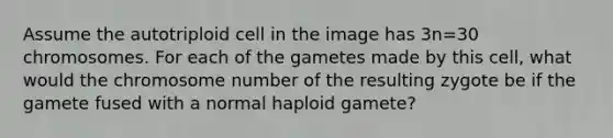 Assume the autotriploid cell in the image has 3n=30 chromosomes. For each of the gametes made by this cell, what would the chromosome number of the resulting zygote be if the gamete fused with a normal haploid gamete?