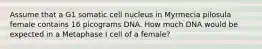 Assume that a G1 somatic cell nucleus in Myrmecia pilosula female contains 16 picograms DNA. How much DNA would be expected in a Metaphase I cell of a female?