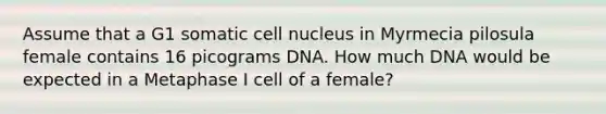 Assume that a G1 somatic cell nucleus in Myrmecia pilosula female contains 16 picograms DNA. How much DNA would be expected in a Metaphase I cell of a female?