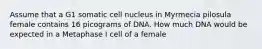 Assume that a G1 somatic cell nucleus in Myrmecia pilosula female contains 16 picograms of DNA. How much DNA would be expected in a Metaphase I cell of a female