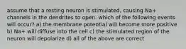 assume that a resting neuron is stimulated, causing Na+ channels in the dendrites to open. which of the following events will occur? a) the membrane potential will become more positive b) Na+ will diffuse into the cell c) the stimulated region of the neuron will depolarize d) all of the above are correct