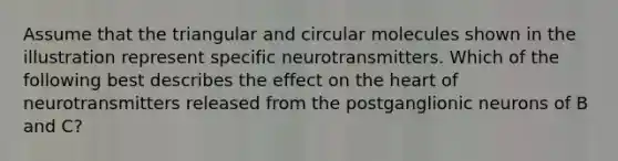 Assume that the triangular and circular molecules shown in the illustration represent specific neurotransmitters. Which of the following best describes the effect on the heart of neurotransmitters released from the postganglionic neurons of B and C?