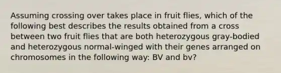 Assuming crossing over takes place in fruit flies, which of the following best describes the results obtained from a cross between two fruit flies that are both heterozygous gray-bodied and heterozygous normal-winged with their genes arranged on chromosomes in the following way: BV and bv?