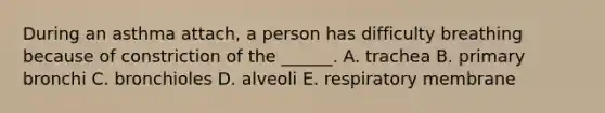 During an asthma attach, a person has difficulty breathing because of constriction of the ______. A. trachea B. primary bronchi C. bronchioles D. alveoli E. respiratory membrane