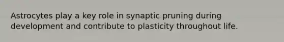 Astrocytes play a key role in synaptic pruning during development and contribute to plasticity throughout life.