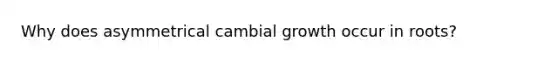 Why does asymmetrical cambial growth occur in roots?