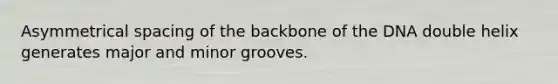 Asymmetrical spacing of the backbone of the DNA double helix generates major and minor grooves.