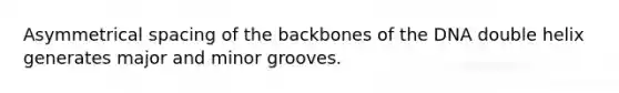 Asymmetrical spacing of the backbones of the DNA double helix generates major and minor grooves.