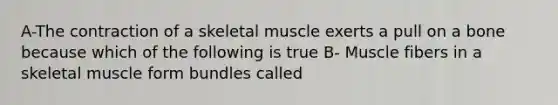 A-The contraction of a skeletal muscle exerts a pull on a bone because which of the following is true B- Muscle fibers in a skeletal muscle form bundles called