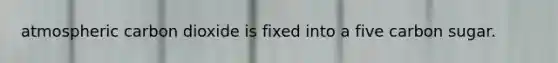 atmospheric carbon dioxide is fixed into a five carbon sugar.
